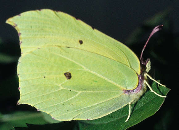 Imagem de Gonepteryx rhamni (Linnaeus 1758)