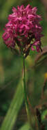 Image of Pyramidal orchid