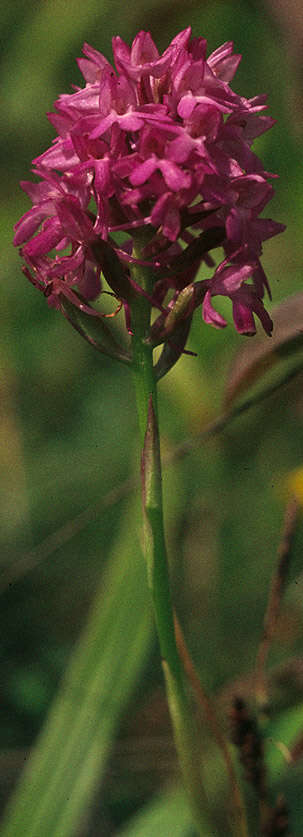 Image de Orchis pyramidal