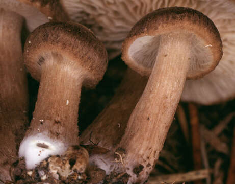 Image of Inocybe subcarpta Kühner & Boursier 1932