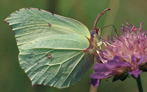 Imagem de Gonepteryx rhamni (Linnaeus 1758)