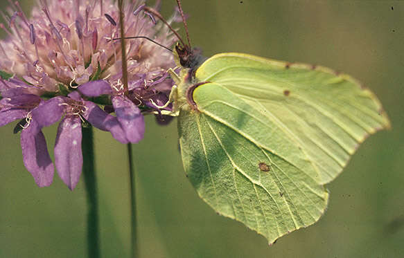 Imagem de Gonepteryx rhamni (Linnaeus 1758)