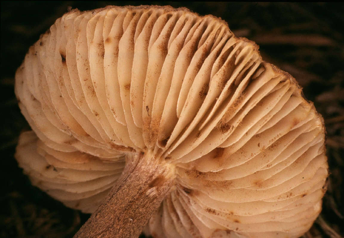 Image of Inocybe subcarpta Kühner & Boursier 1932