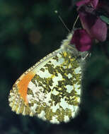 Image of orange tip