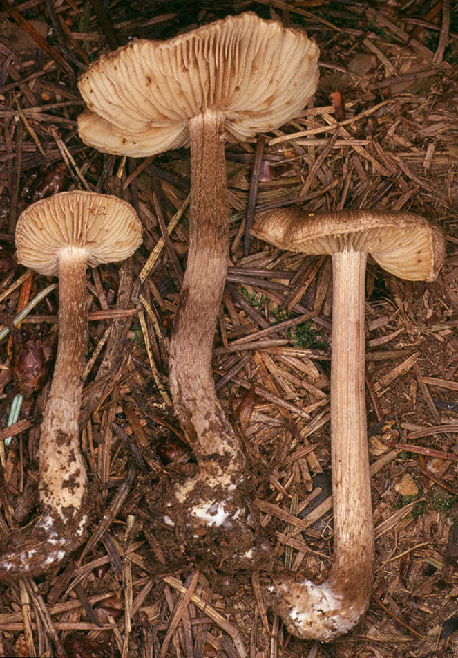 Image of Inocybe subcarpta Kühner & Boursier 1932