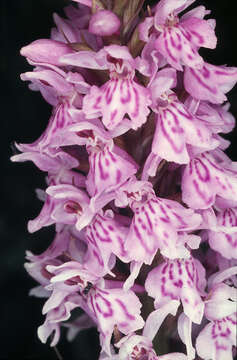 Image of Common spotted orchid