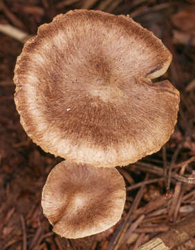 Image of Inocybe subcarpta Kühner & Boursier 1932