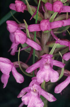 Image of fragrant orchid