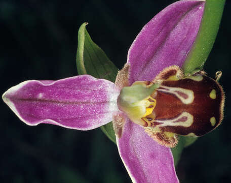 Image of Ophrys apifera var. apifera