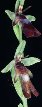 Image of Fly orchid