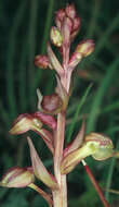 Plancia ëd Dactylorhiza viridis (L.) R. M. Bateman, Pridgeon & M. W. Chase