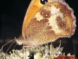 Image of hedge brown