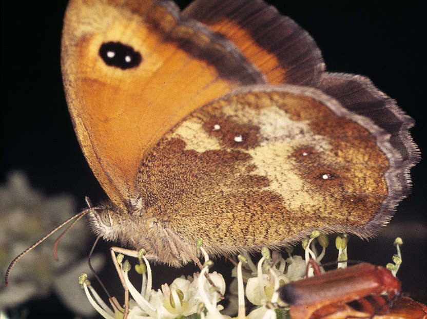 Image of hedge brown