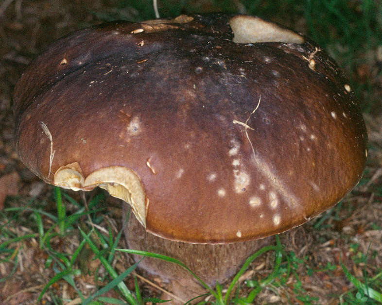 Image of Cep