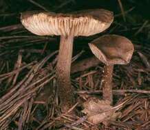 Image of Inocybe subcarpta Kühner & Boursier 1932