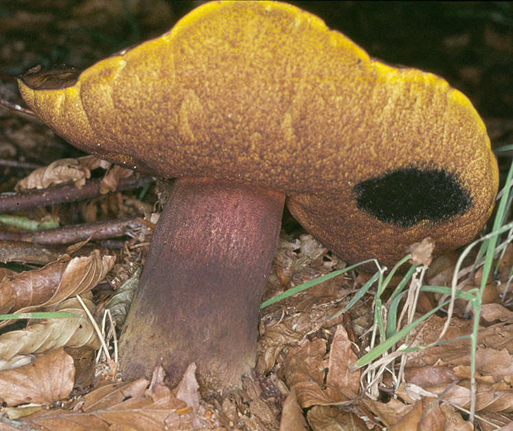 Image de Bolet à pied rouge