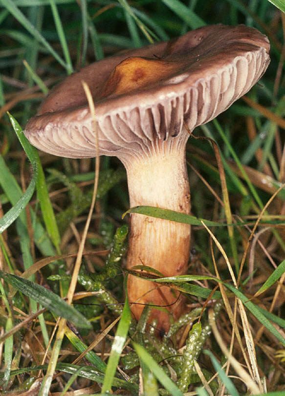 Imagem de Chroogomphus rutilus (Schaeff.) O. K. Mill. 1964