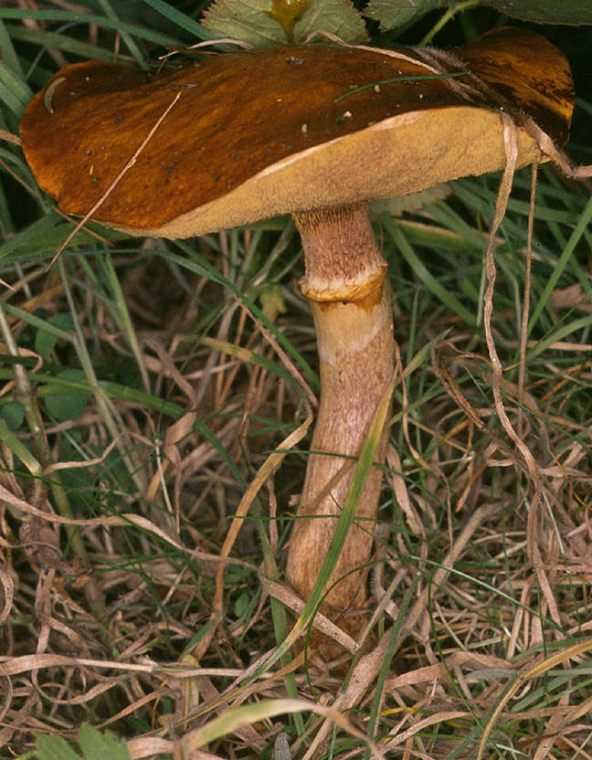 Image of Suillus grevillei (Klotzsch) Singer 1945