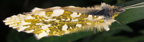 Image of orange tip