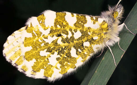 Image of orange tip