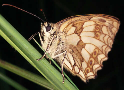 Image of marbled white