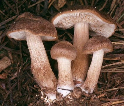 Image of Inocybe subcarpta Kühner & Boursier 1932