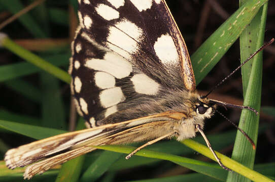 Image of marbled white