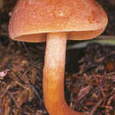 Image of Chalciporus piperatus (Bull.) Bataille 1908