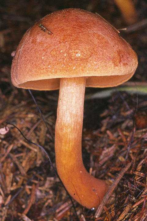 Image of Chalciporus piperatus (Bull.) Bataille 1908