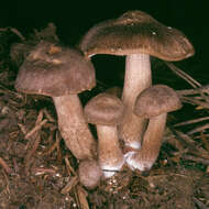 Image of Inocybe subcarpta Kühner & Boursier 1932