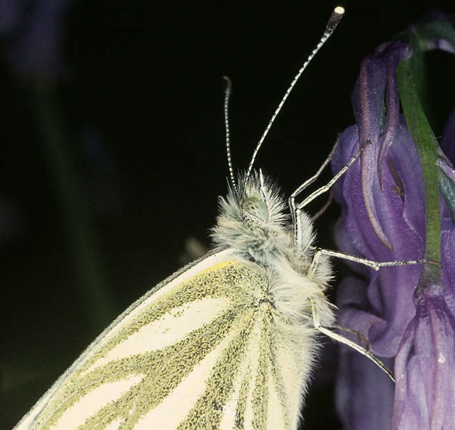 Image of green-veined white