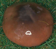 Imagem de Suillus luteus (L.) Roussel 1796