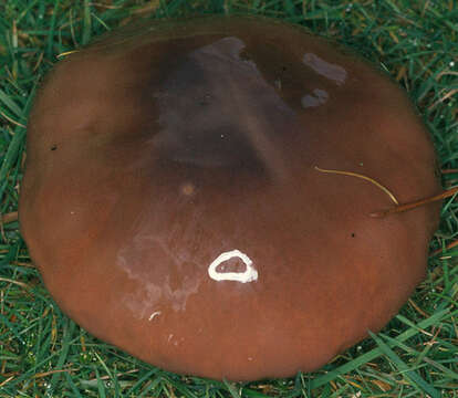 Imagem de Suillus luteus (L.) Roussel 1796