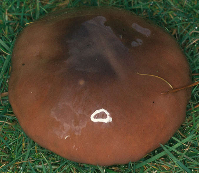 Imagem de Suillus luteus (L.) Roussel 1796