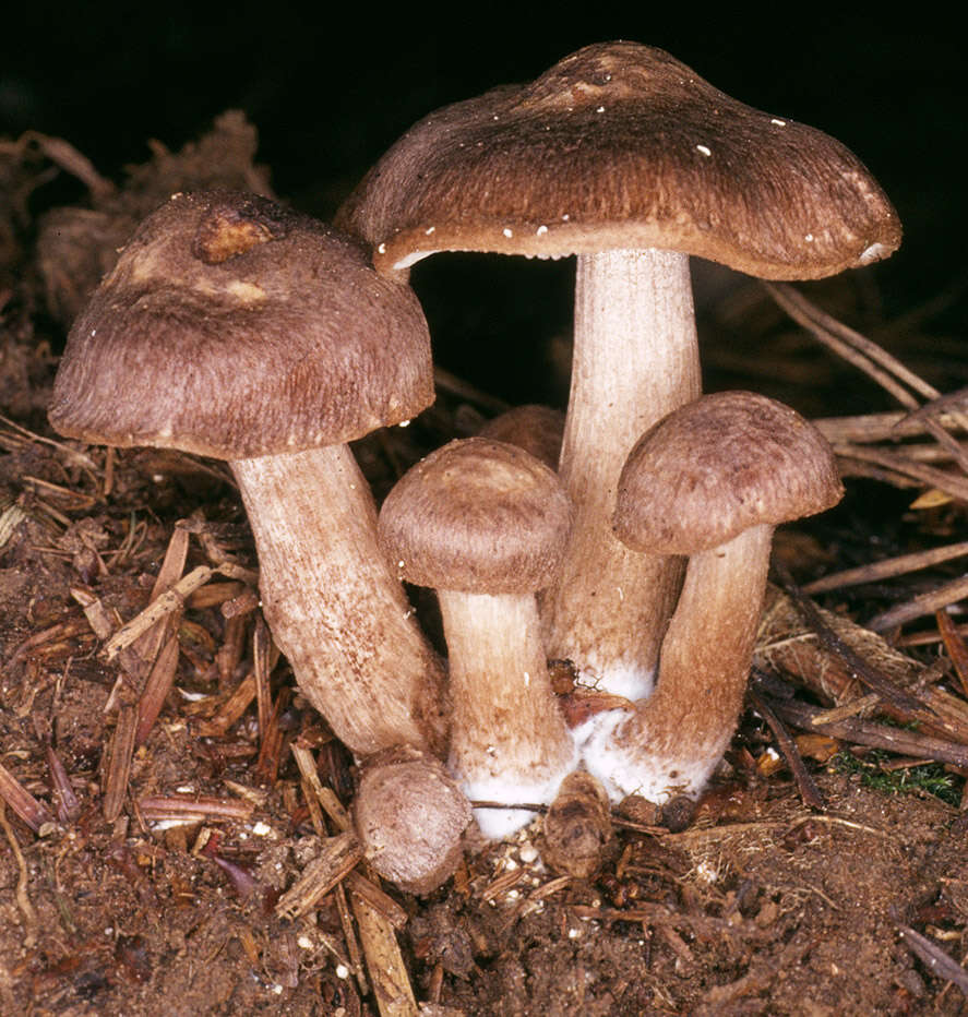 Image of Inocybe subcarpta Kühner & Boursier 1932