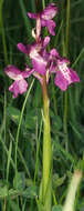 Image of Green-winged Orchid