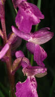 Image of Green-winged Orchid