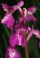 Image of Green-winged Orchid