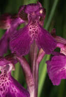 Image of Green-winged Orchid