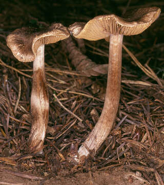 Image of Inocybe subcarpta Kühner & Boursier 1932