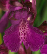 Image of Green-winged Orchid