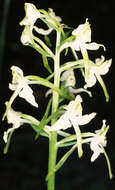 Image of Greater butterfly orchid