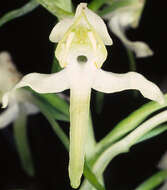 Image of Greater butterfly orchid