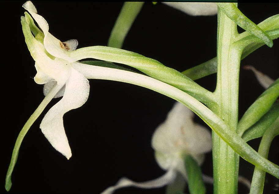 Image of Greater butterfly orchid