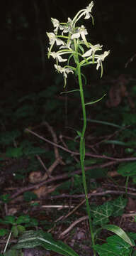 Image of Greater butterfly orchid