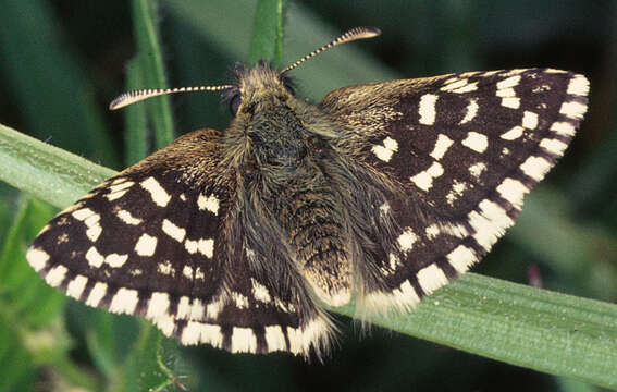 Image of Grizzled skipper