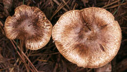 Image of Inocybe subcarpta Kühner & Boursier 1932