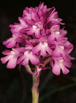 Image of Pyramidal orchid