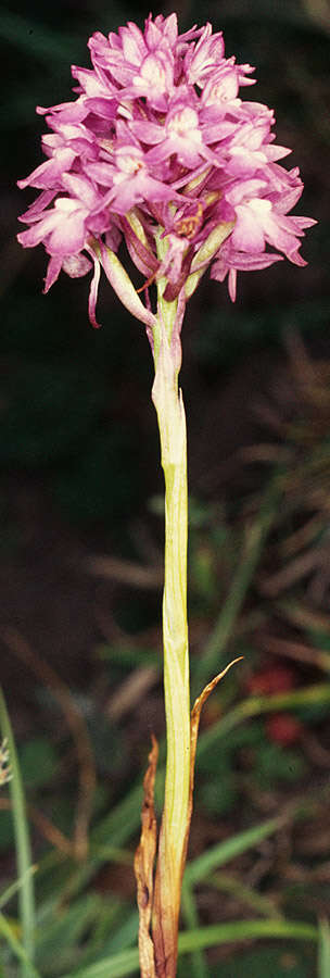 Image of Pyramidal orchid