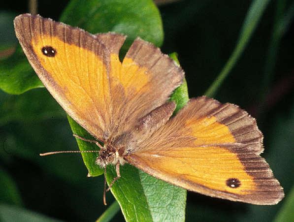 Image of hedge brown